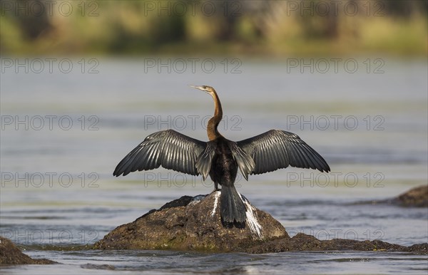 African Darter