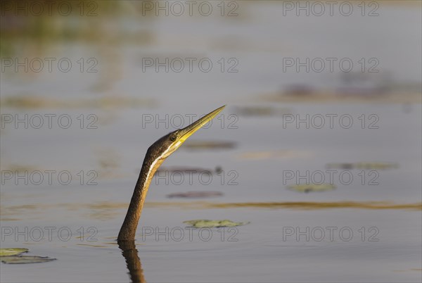 African Darter