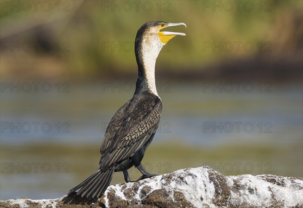 White-breasted Cormorant