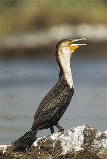 White-breasted Cormorant