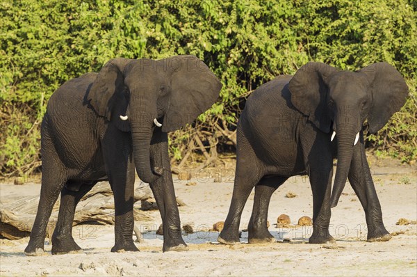 African Elephant