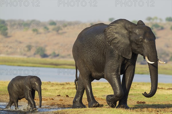 African Elephant