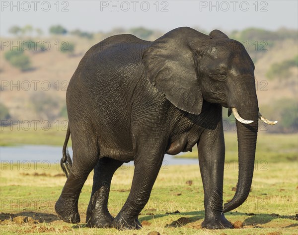 African Elephant