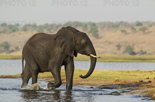 African Elephant