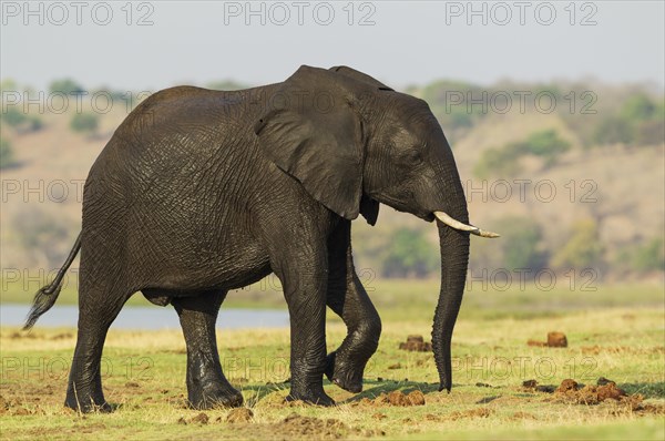 African Elephant