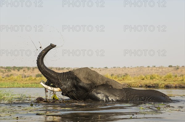 African Elephant