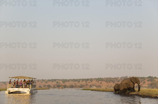 Tourists on a boat cruise on the Chobe River observe a group of African Elephants