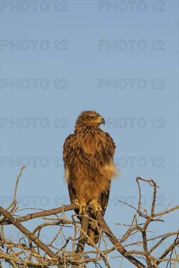 Tawny eagle