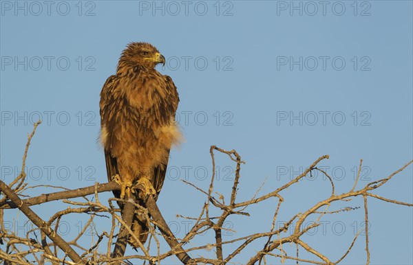 Tawny eagle