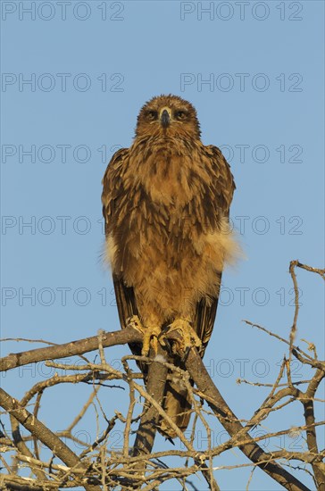 Tawny eagle