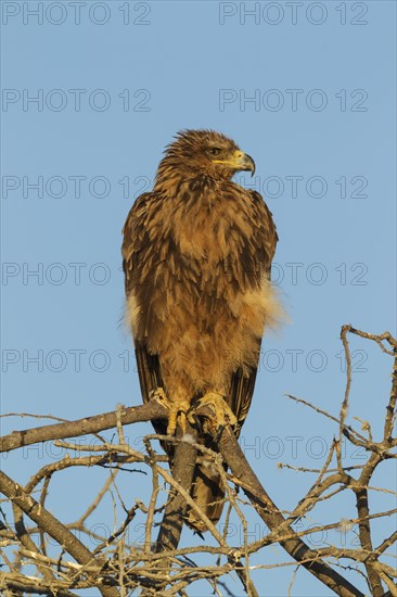 Tawny eagle