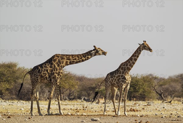 South African giraffes