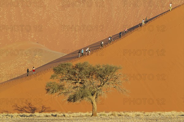 Tourists climbing Dune 45 in the Namib Desert