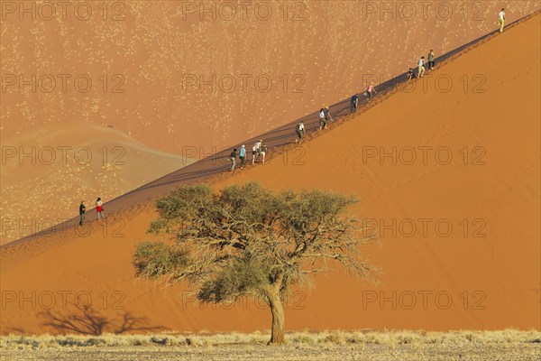 Tourists climbing Dune 45 in the Namib Desert