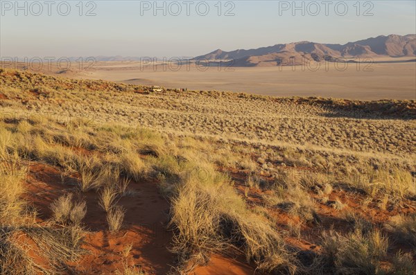 Evening landscape with bushman grass