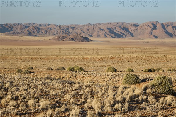 Grass covered desert plain at the edge of the Namib Desert
