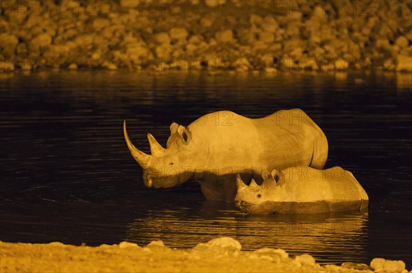 Black rhinoceros or hook-lipped rhinoceros