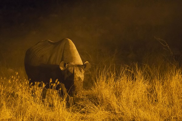 Black rhinoceros or hook-lipped rhinoceros