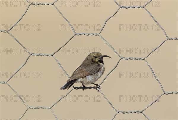 Dusky sunbird