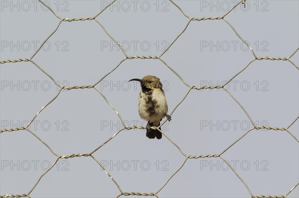 Dusky sunbird
