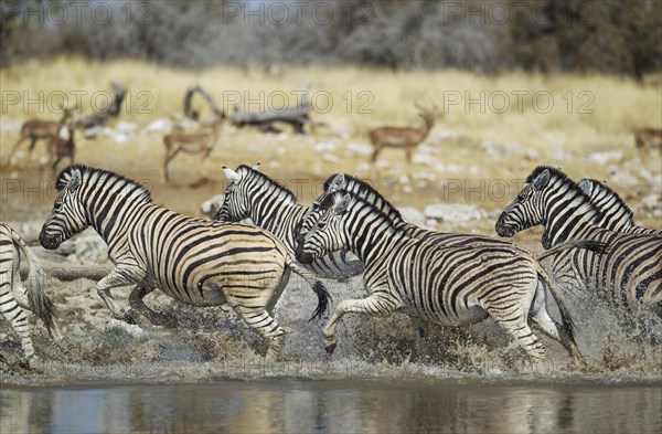 Burchell's zebras