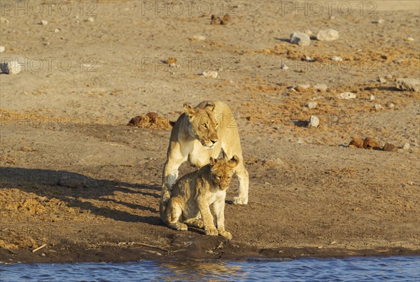 Lion