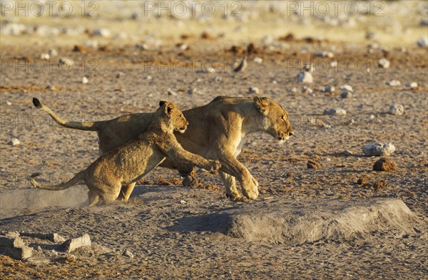 Lion