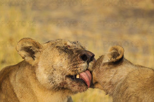 Lion