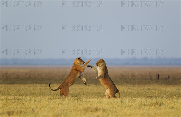 Lions