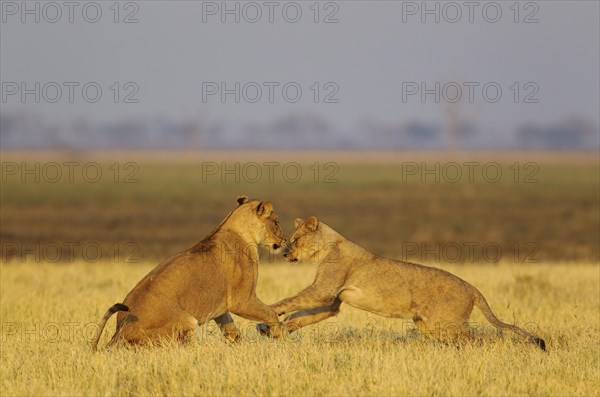 Lions