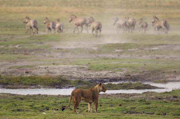 Lion