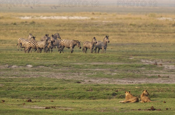 Two lions