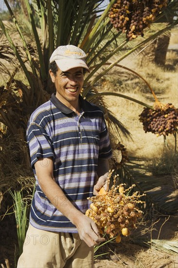 Man at date harvest in the palmeries of Rissani