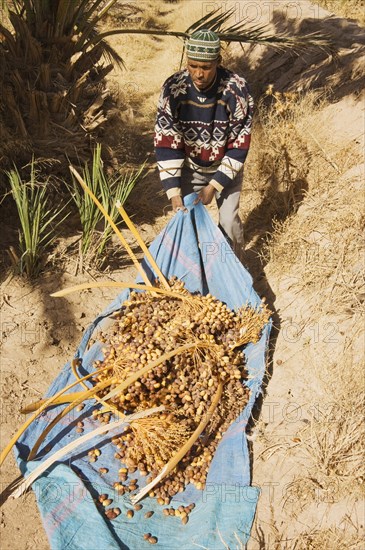 Date harvest in the palmeries of Rissani