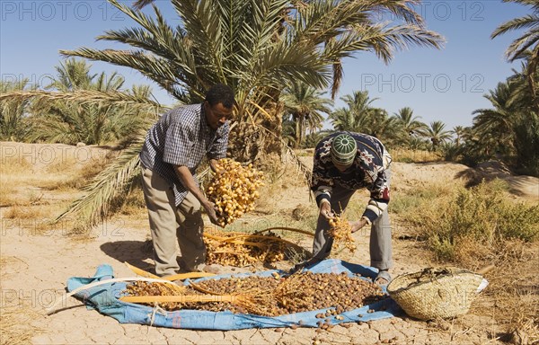 Men at date harvest in the palmeries of Rissani