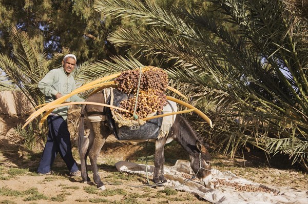 Man at date harvest in the palmeries of Rissani