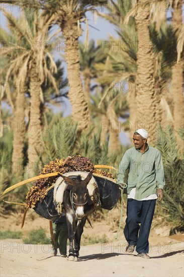 The dates carried on donkey