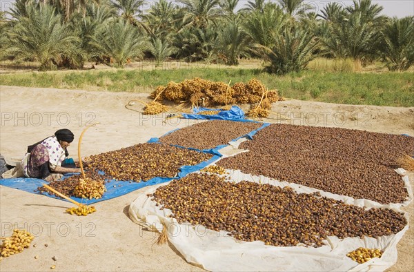 Harvested dates are graded according to quality and size and then sun-dried
