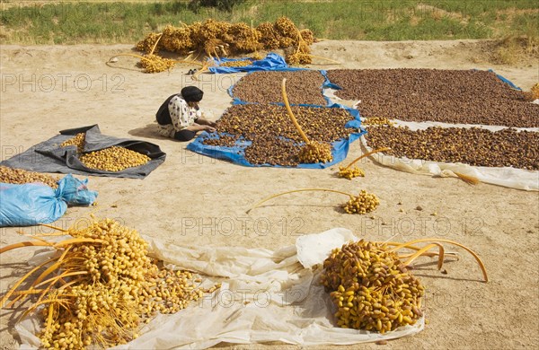 Harvested dates are graded according to quality and size and then sun-dried