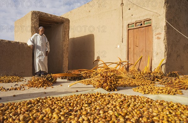 Harvested dates are sun-dried on a rooftop terrace