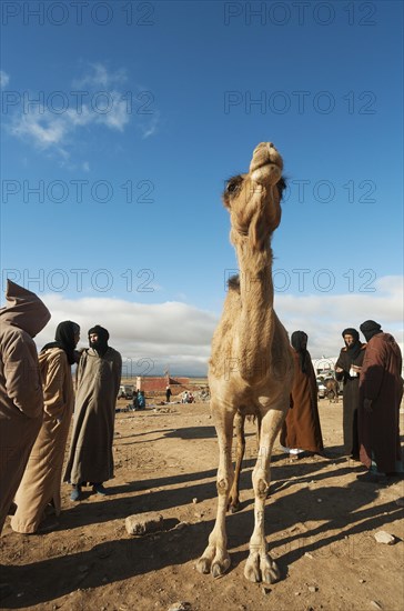 Dromedary