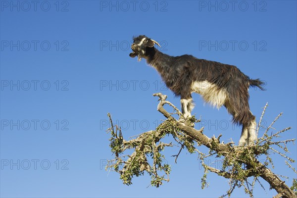 Goat climbing on an Argan tree