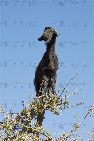 Goat climbing on an Argan tree