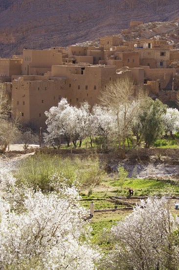 Blooming almond trees