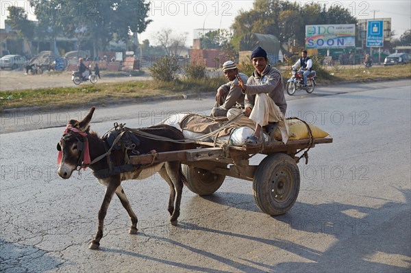 Team of donkeys on the road