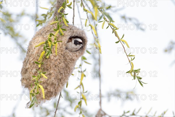 Eurasian Penduline Tit