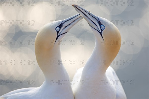 Northern Gannets