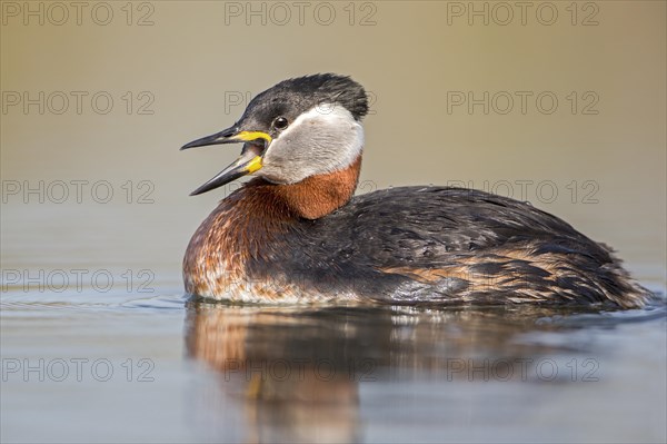 Red-necked Grebe