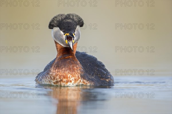 Red-necked Grebe