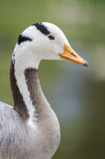 Bar-headed goose